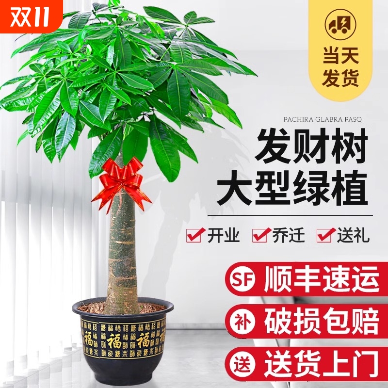 2024新款发财树大型盆栽开业送礼