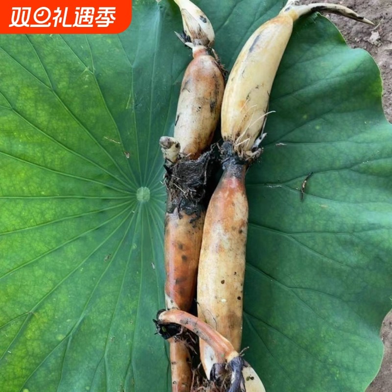 湖北洪湖莲藕小粉藕头3斤小节藕小藕莲藕火锅藕卤藕