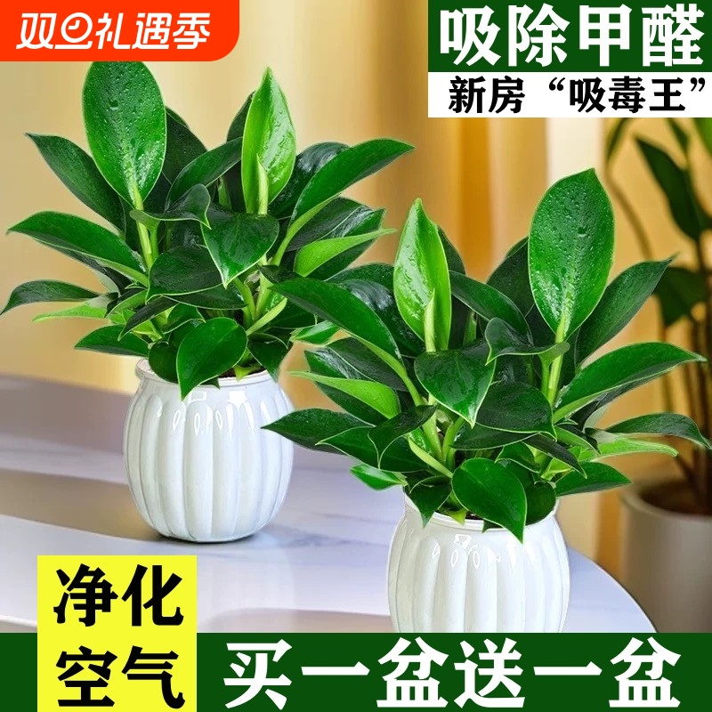 金钻盆栽绿萝箩室内植物花卉水培绿植好养客厅多肉新房吸除去甲醛