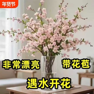 遇水开花腊梅花带花苞水培水养花卉绿植室内盆栽梅花耐寒客厅庭院