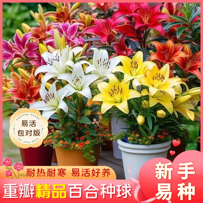 重瓣香水百合种球阳台盆栽庭院地载绿植花卉耐寒耐热植物易活好养