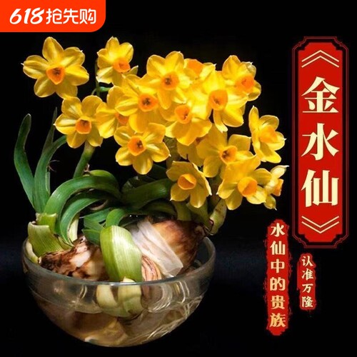 【金水仙—水仙中的贵族】新款金水仙花冬季水培四季花卉盆栽正品