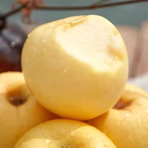 黄金奶油富士苹果4.5斤孕妇水果整箱酸甜白苹果丑黄苹果当季鲜果