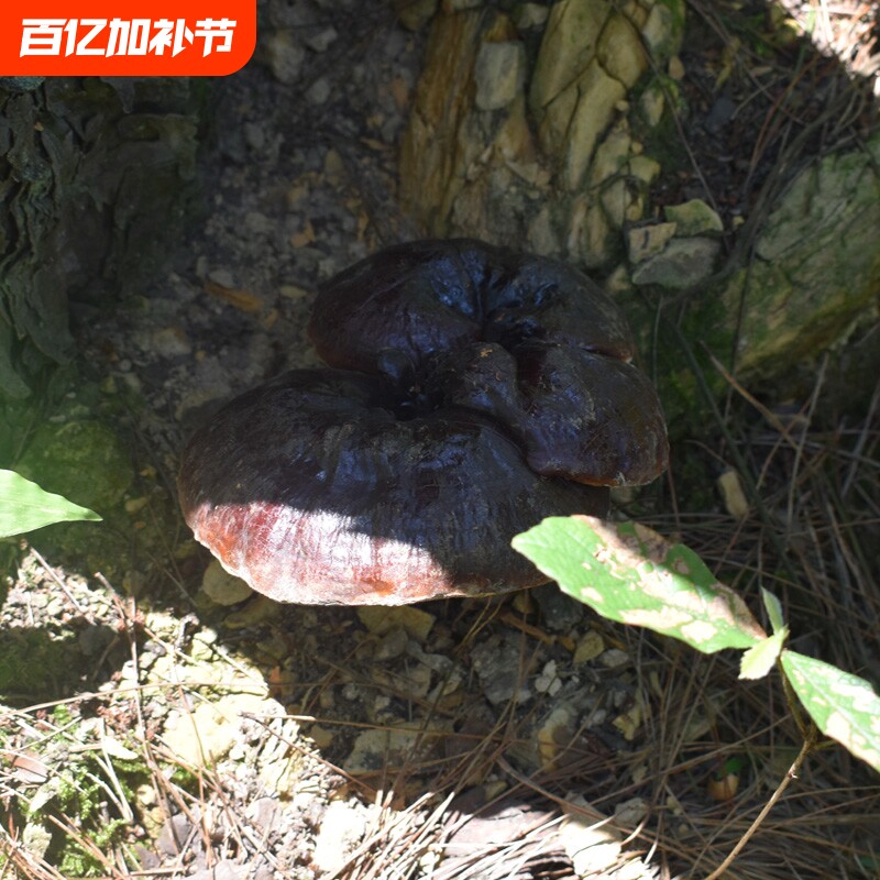 贵州深山野生黑灵芝整个 正宗野生灵芝正朵正品干货 可泡酒可泡茶