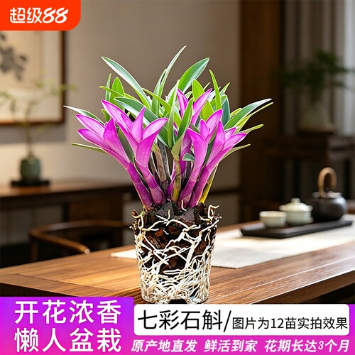 七彩香水石斛室内好养兰花苗