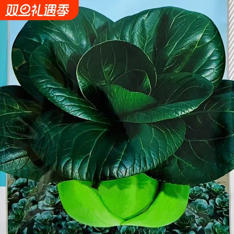 黑大头苏州青上海青菜白菜种子黑叶油菜籽阳台盆栽播蔬菜种子