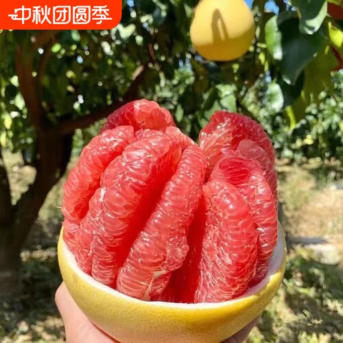 正宗福建柚子红心柚子琯溪蜜柚新鲜当季甜蜜爆汁红肉柚水果