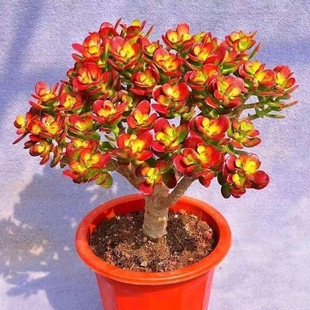 姬红花月红叶玉树多肉植物盆栽多头摇钱树黄金花月绿植花卉好养