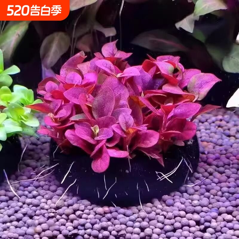 红波坨草自带底座养鱼水草绿波植物阴性新手淡水套餐鹦鹉鱼螃蟹