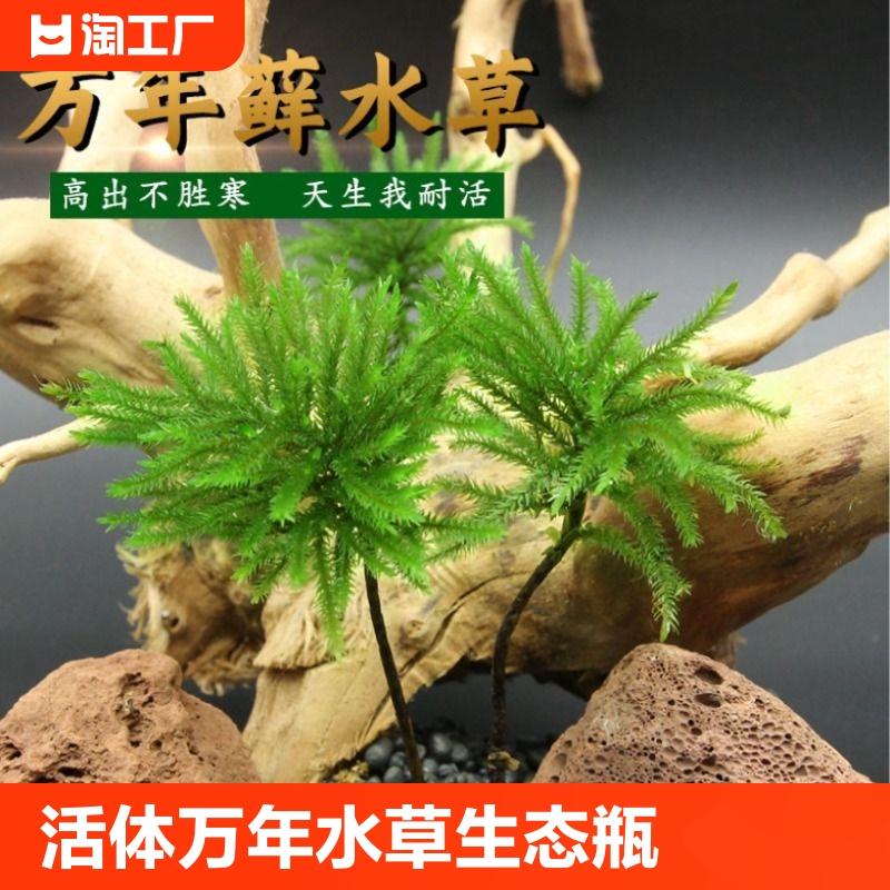 万年藓水草雨林缸生态瓶鱼缸水族箱盆景微景观造景耐活耐低温趣味