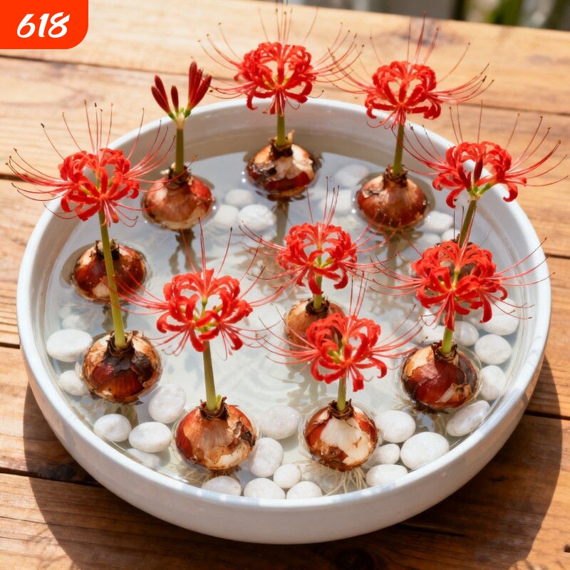 开花彼岸花曼珠沙华盆栽红花换锦石蒜阳台花卉浓香晚香玉水培客厅