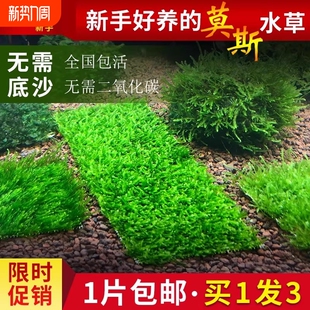 鱼缸莫斯水草慕斯片球沉木大三角垂泪前景造景小水草无菌矮珍珠