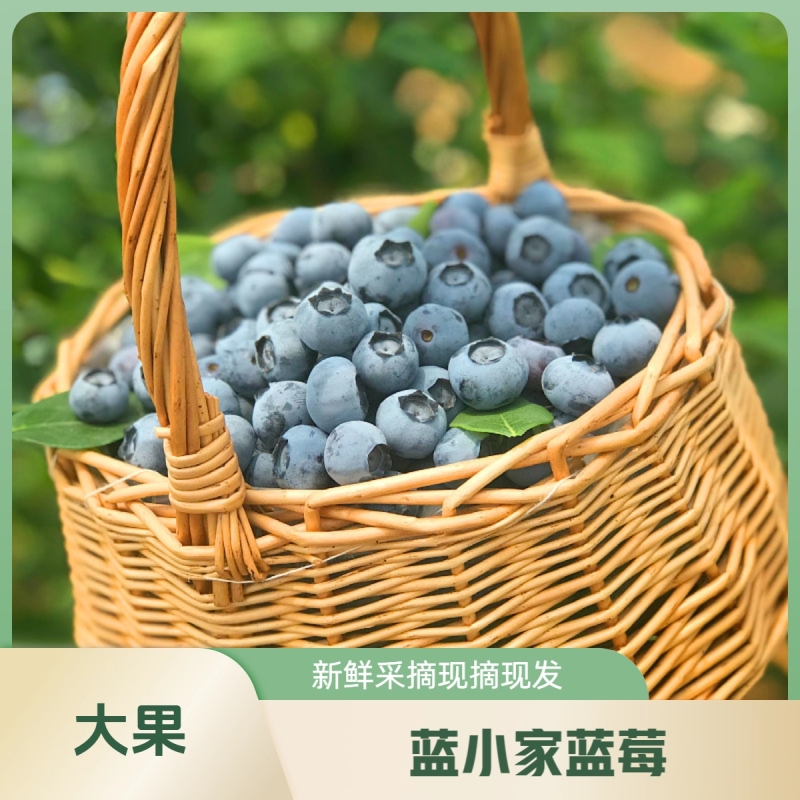 新鲜蓝莓云南高山花香蓝莓高端水果脆甜多汁整箱包邮