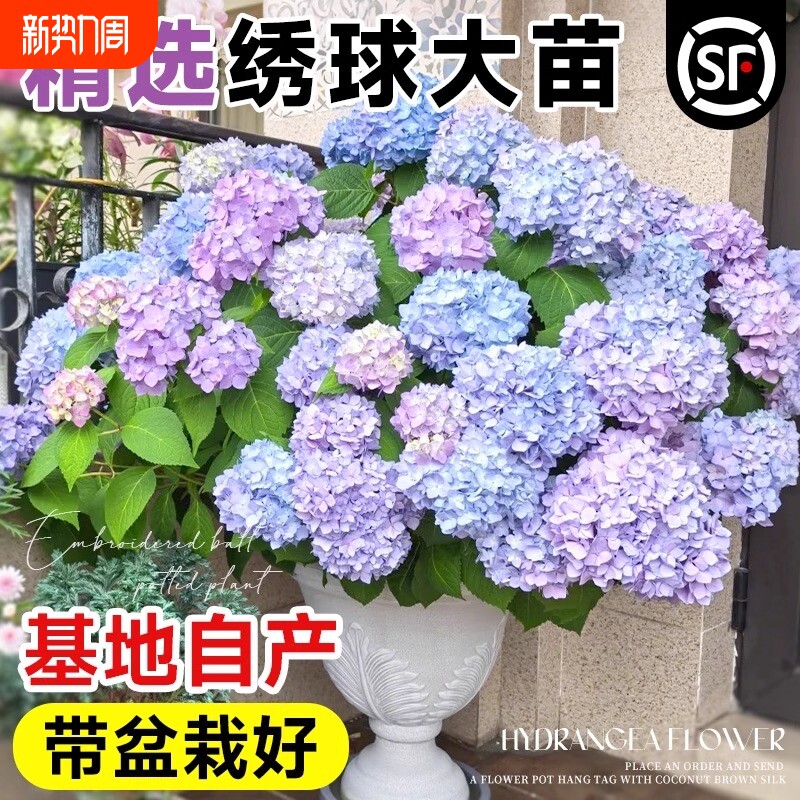 绣球花苗大花植物无尽夏开花好养的花四季不断盆栽花卉植物室内花