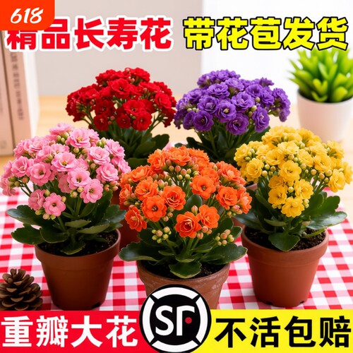 新品长寿花盆栽带花苞重瓣大花苗阳台花卉绿植物室内好养四季开花