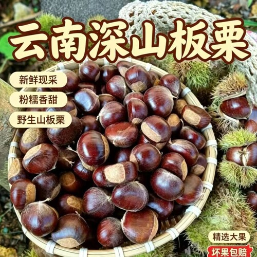 板栗生鲜2026新货生栗子云南锥栗非毛油栗子农家现摘云南新鲜板栗