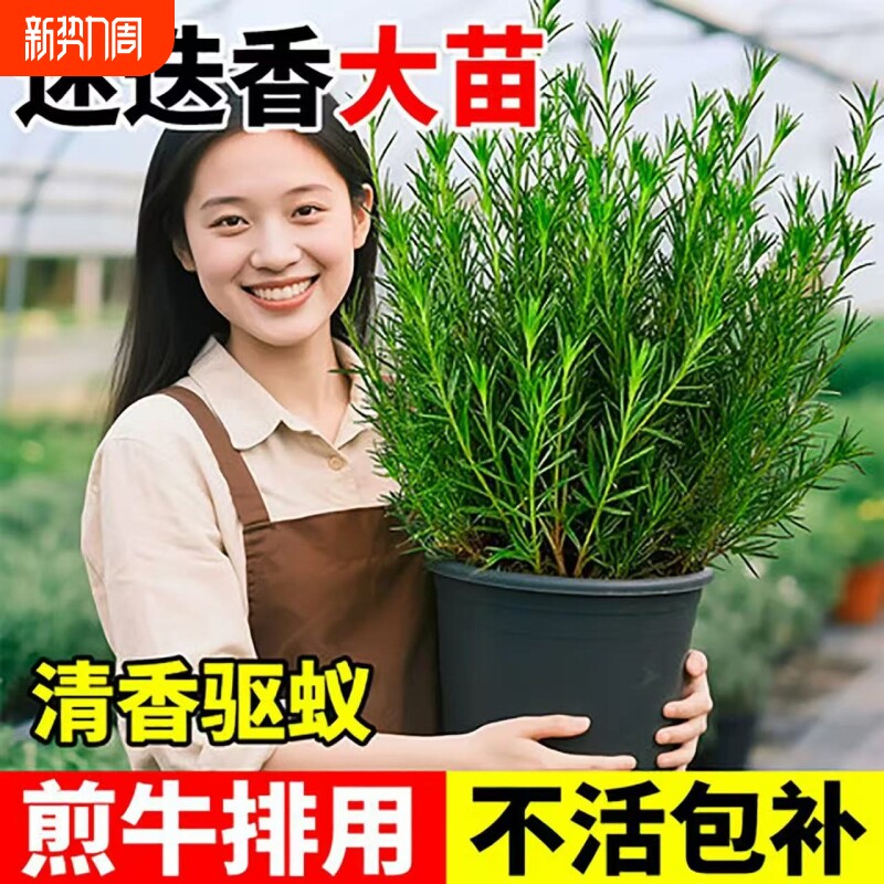 迷迭香盆栽可食用煎牛排用百里香薄荷叶新鲜香草驱蚊植物香料阳台