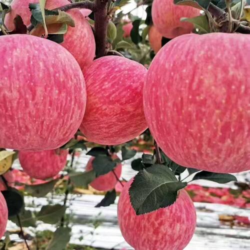 正宗陕西洛川红富士苹果