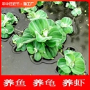 养鱼养龟鱼缸小浮萍水草水芙蓉水培水生植物种子龟缸绿植造景淡水