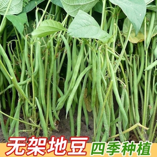 无架豆角种子高产无筋豆角种子架豆芸豆种子农家四季播蔬菜种子