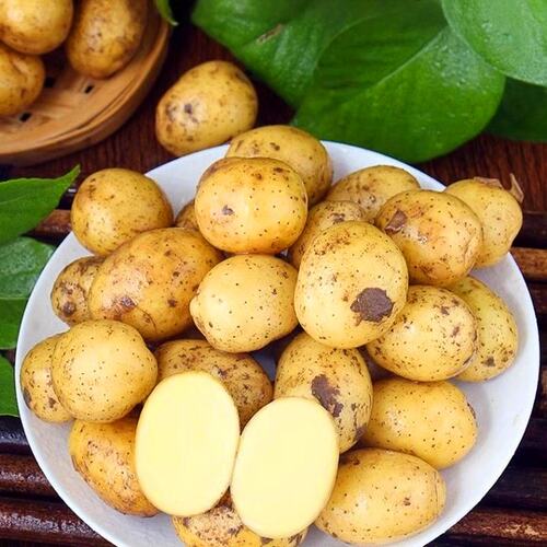 农家自种今年新土豆新鲜黄心土豆