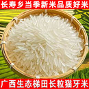 正宗梯田猫牙米现磨当季 新米长粒胚芽大米农家自种优质丝苗米10斤