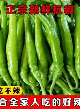 正宗杭椒新鲜小辣椒青椒薄皮微辣尖椒农家自种蔬菜现摘现发不辣