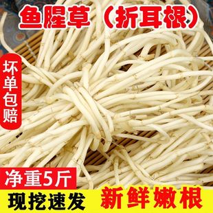 洗净新鲜鱼腥草新鲜折耳根新鲜节节根侧耳根湖北特产新鲜蔬菜凉拌