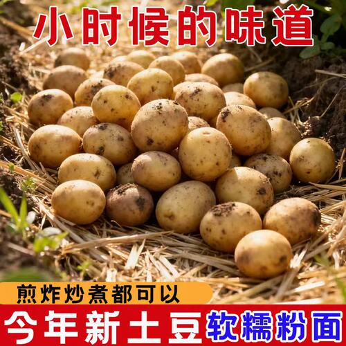 黄心小土豆当季农家新鲜