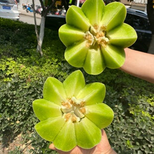 冰糖玉菇甜瓜蜜瓜冰淇淋口感香瓜新鲜采摘应季水果