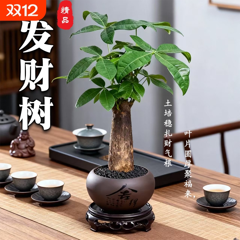 招财发财树好养旺宅室内绿植