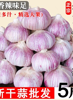 金乡紫皮大蒜蒜香味浓辛辣十足