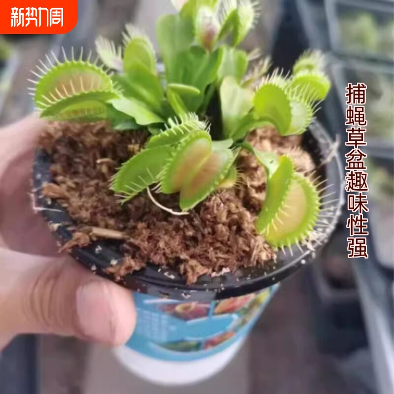 捕蝇草盆栽食虫植物驱蚊草苗多肉植物猪笼草食人花绿植花室内种植