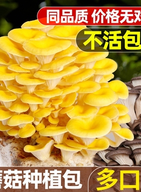 蘑菇种植包菌种家种儿童可食用香菇平菇冬种植季批发家庭自种懒人