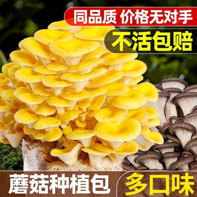 蘑菇种植包菌种家种儿童可食用香菇平菇冬种植季批发家庭自种懒人