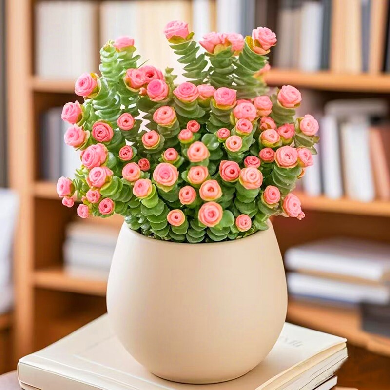 招财多肉植物钱串盆栽室内桌面花卉好养活美观带盆阳台办公桌老桩