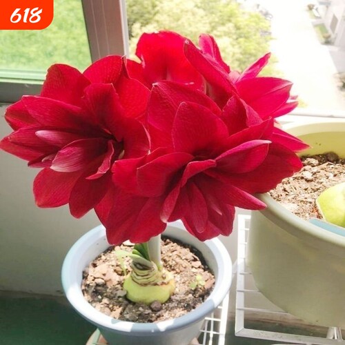 【常年开花】荷兰进口重瓣朱-顶-红盆栽花阳台庭院好养活春节装饰