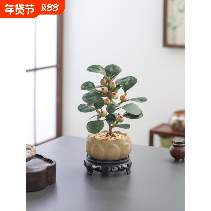 小盼菩提树盆栽植物室内禅意盆景办公室桌面好养净化空气观叶绿植