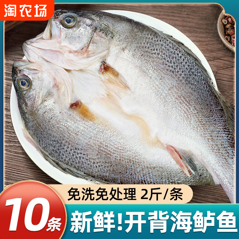 海鲈鱼开背新鲜冷冻深海七星鲈鱼鲜活海卢鱼水产烤鱼半成品商用