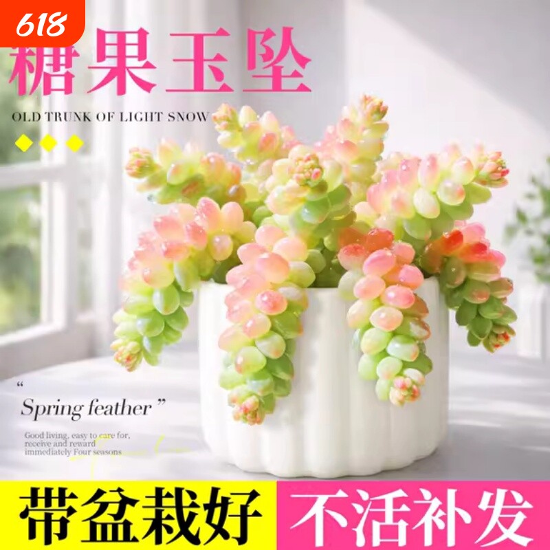 糖果新玉坠缀多肉植物室内小盆栽稀有品种好养水晶老桩阳台办公室