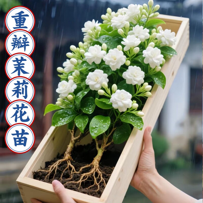茉莉花苗盆栽带花苞九里香老桩水培栀子花卉驱蚊绿植物室内四季开