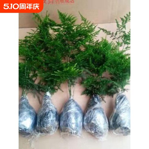 文竹四季阳台庭院包活好养发财树绿萝室内绿植花卉盆栽四季常青
