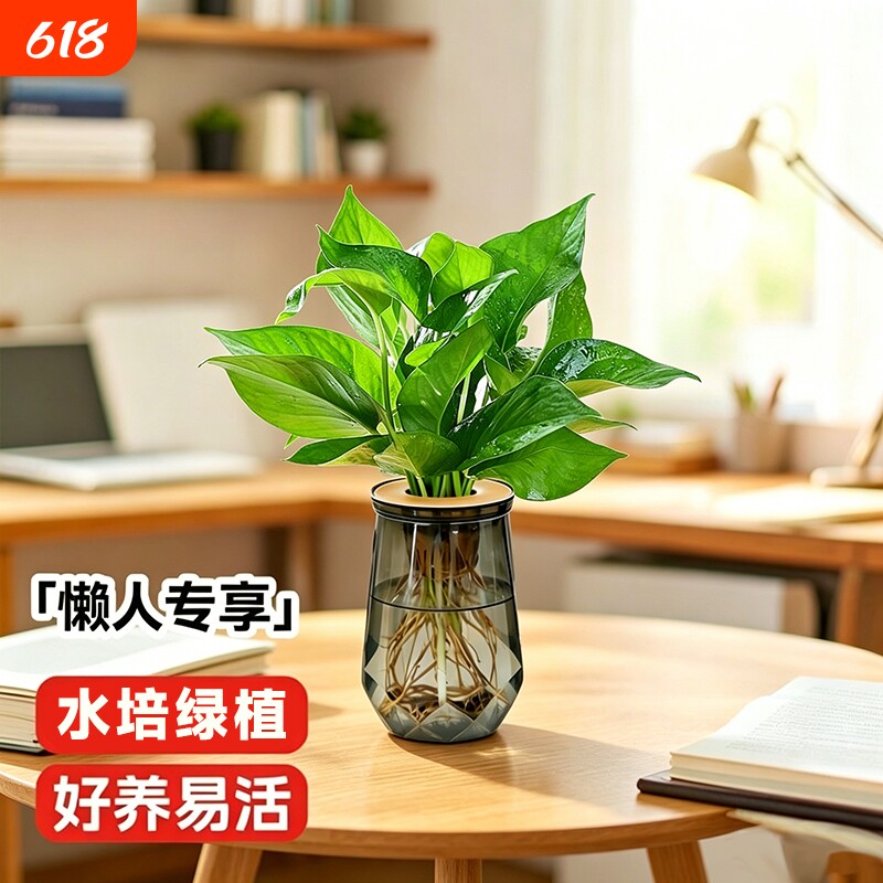 水培绿萝发财树水培懒人植物水养盆栽办公桌净化空气客厅袖珍桌面