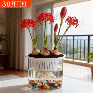【水培新宠】彼岸花多年生曼珠沙华石蒜阳台盆栽绿植花卉好养易活