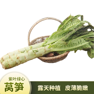云南露天紫叶莴笋新鲜莴苣绿心应季蔬菜农家自种时令火锅蔬菜