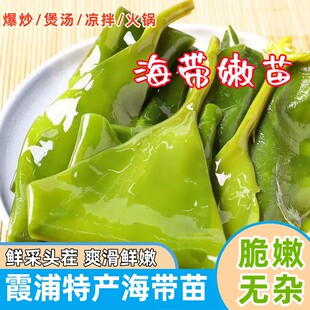 海带苗嫩干霞浦 新鲜一级海带嫩苗嫩芽火锅 天然海菜芽海鲜干货
