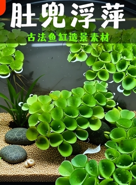 鱼缸造景净化水质肚兜萍水浮萍槐叶萍懒人水草浮萍养鱼龟水