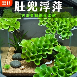 鱼缸造景净化水质肚兜萍水浮萍槐叶萍懒人水草浮萍养鱼龟水