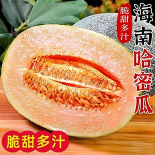 海南晓蜜25西州蜜瓜哈密瓜5斤包邮当季新鲜孕妇水果网纹甜瓜整箱
