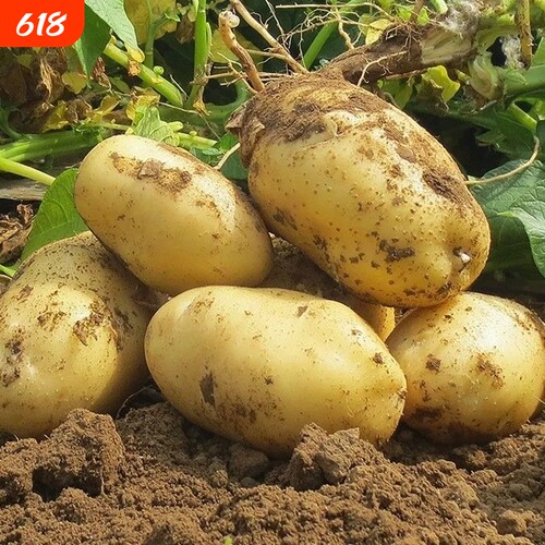 2026年新土豆每日现挖黄皮马铃薯孕妇小宝宝辅食新鲜高山小土豆